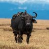 tsavo-buffalo