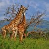 tsavo-giraffes